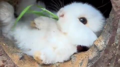 Bunny Enjoying Its lunch