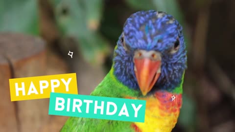 MY PARROT BIRTHDAY