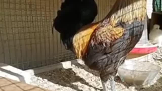 The rooster crows for a long time and falls