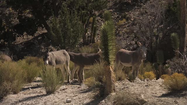 Jackson the Red Rock Canyon Burro