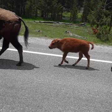 An unbelievable scene of Buffalo taking an entire lane in Yellowstone.
