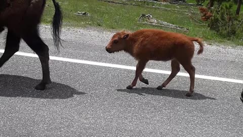 An unbelievable scene of Buffalo taking an entire lane in Yellowstone.