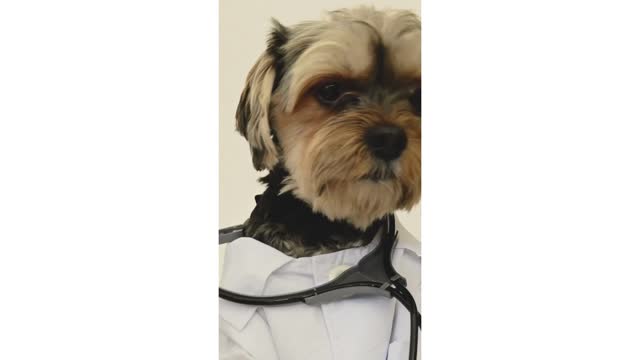 Cute Dog Wearing Doctor Costume.