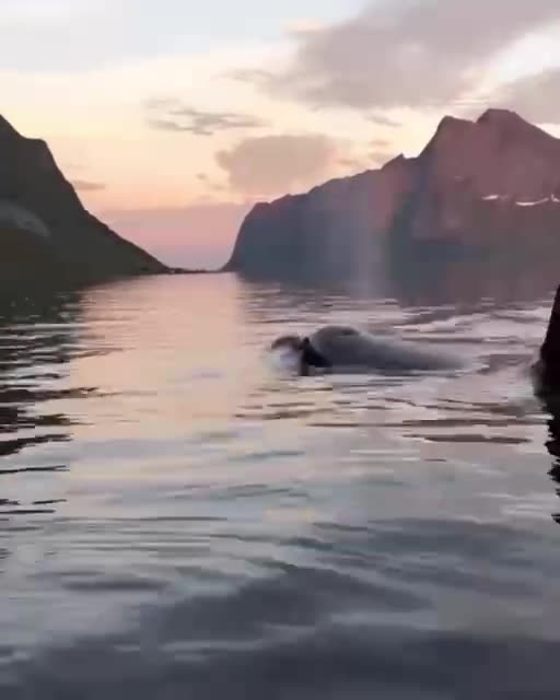 😍 Take a break 🐬