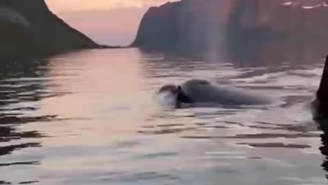 😍 Take a break 🐬