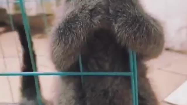 Cute and funny cat videos to keep you smalling