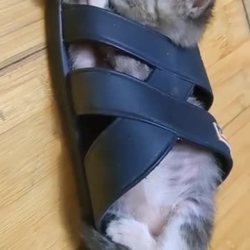 Funny and viral video of cats