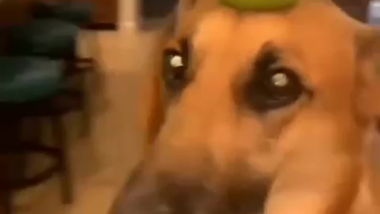 😛Confused Dog