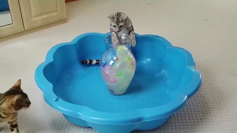 Bengal Kittens Vs Water Balloons StayHome