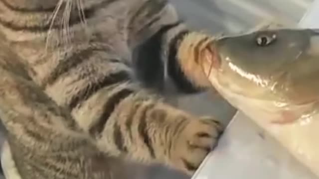 Cat n fish cute moment