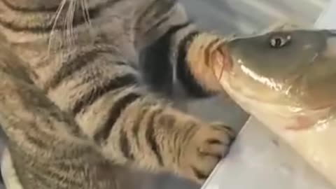 Cat n fish cute moment