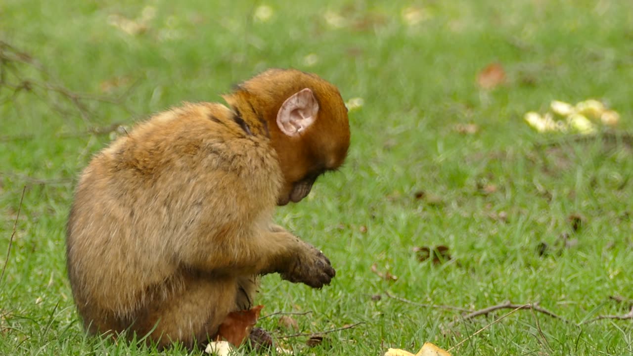 A Brown Monkey Eating Bread