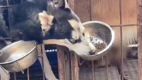 Dog fight