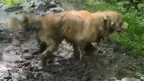 Doggo having the best time of his life😂🐶 #dogs #shorts