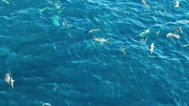 Fish party
