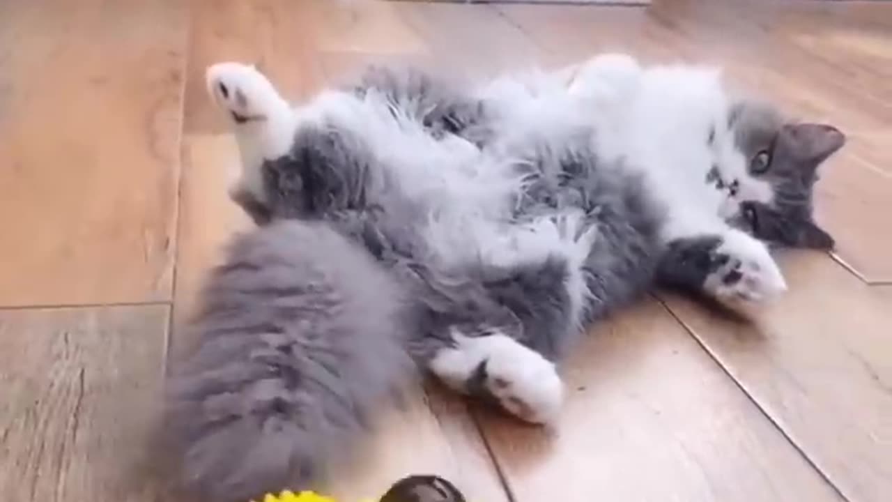 Cat funny video