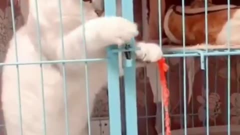 Baby Cats - Cute and Funny Cat Videos Compilation #60 | Aww Animals Dc 2