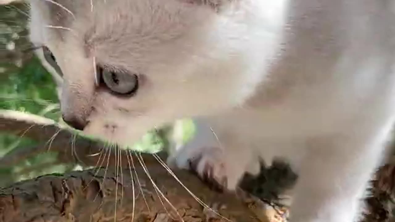 Cute and Funny Cat Videos#short Video