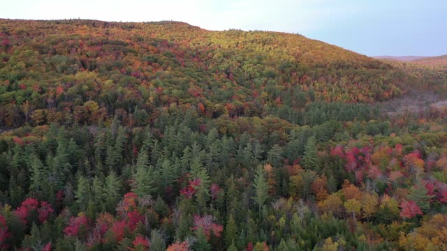 autumn forest view