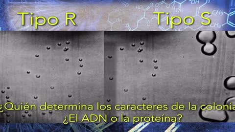 Evolución Interior 02º con Dr. Bruce Lipton - Desmantelando los Mitos de la Evolución