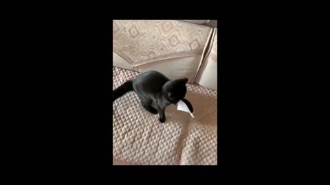 Cat play with paper