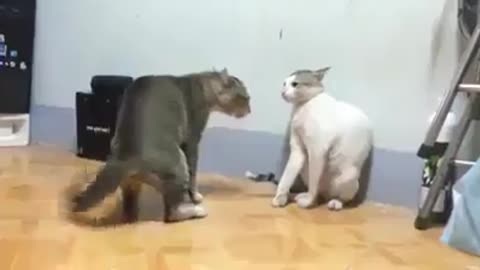 Cat fight