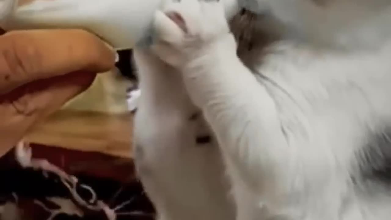 Top Funny Cute Cats Viral Clips😹-- Best #funny Cats #shorts Video😂-- #trending #animals #reels