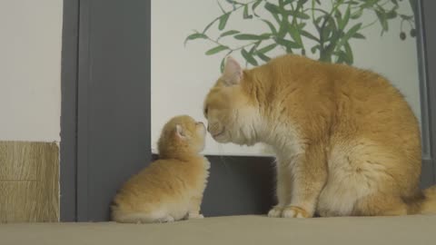 Cute Kitten Pudding wants to be friends with Step Mother of Daddy but
