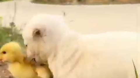Cute baby dog vedio with duck😅😅😅😅