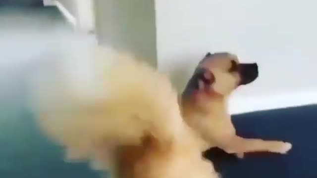 funny dog videos