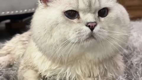 Cat like singer