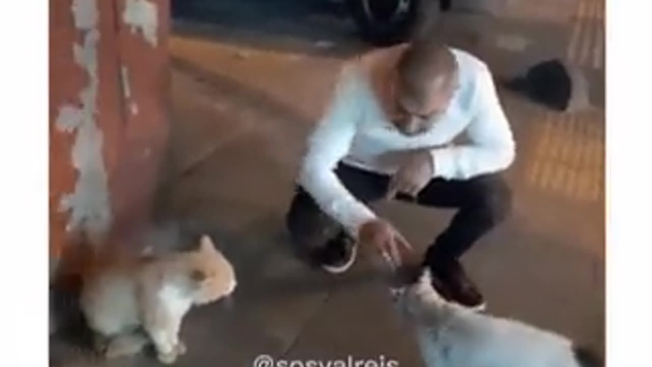 The interceding of a Turkish citizen to solve the problem and fight of two cats in the street