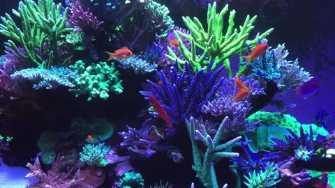 🐟 Coral Reef Aquarium Fish Tank with Water Sound - Tropical Fish, Screensaver 10 Hours