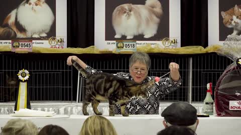 CFA International Cat Show 2017 - Best Household Pet