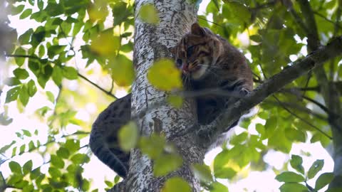 Fishing Cat: The Cat That Hunts Underwater