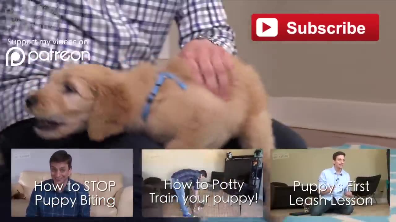 3 Easy Things to Teach your NEW PUPPY!