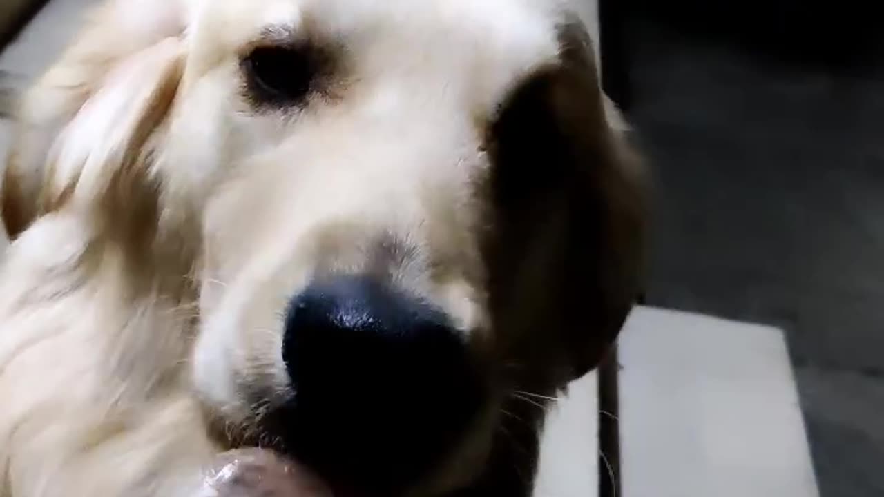 DOG EATING ICE CREAM