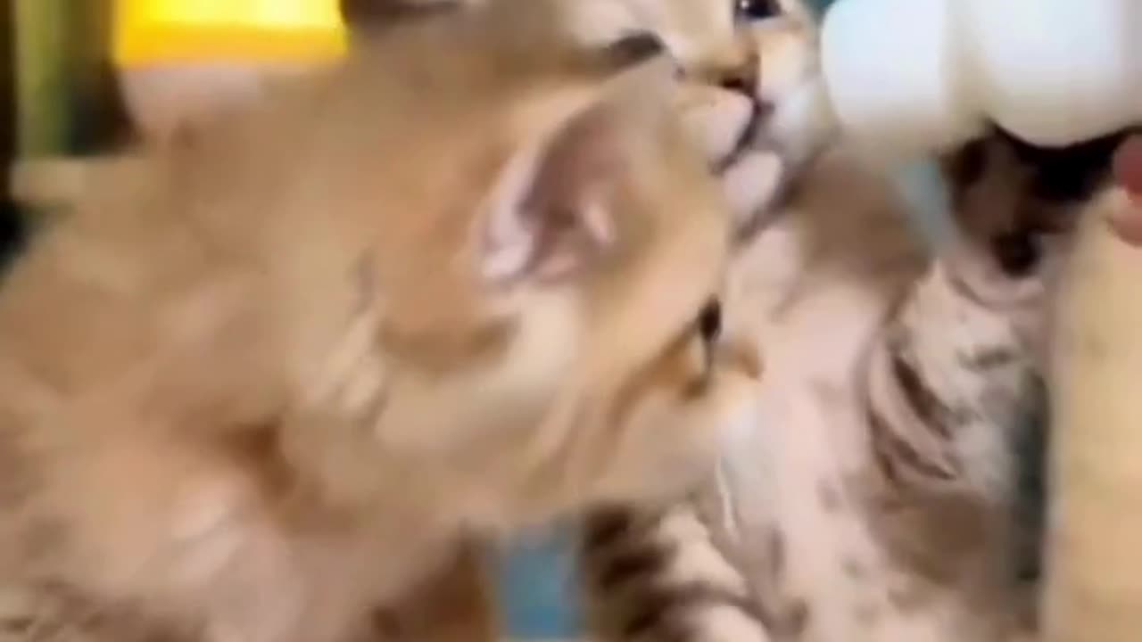 Kittens Battle for Milk—Sibling Rivalry at Its Funniest! 🍼🐱🐱