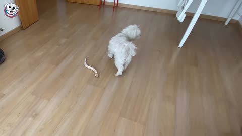 [English Subtitles] My DOG Reacts to a SNAKE! 🐍 Anima Dogs