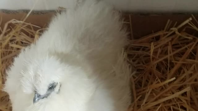 Turkey Poult Pipped Egg, ready to hatch!