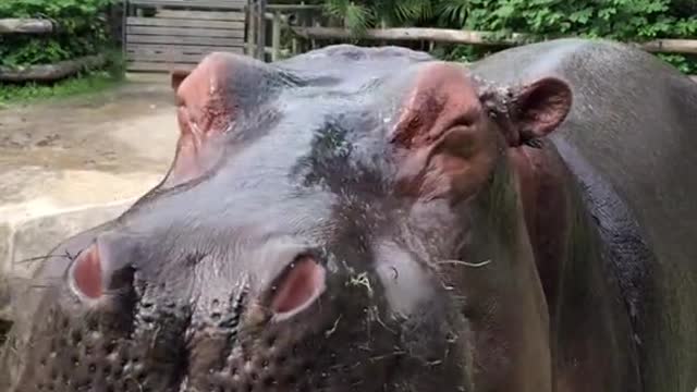 Can I have the one on the watermelon floor # Hippo