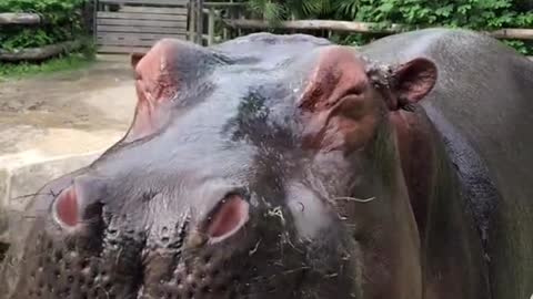 Can I have the one on the watermelon floor # Hippo