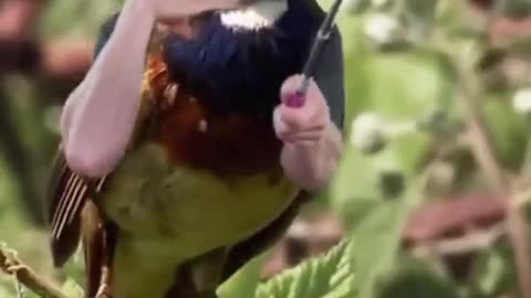 Funny birds