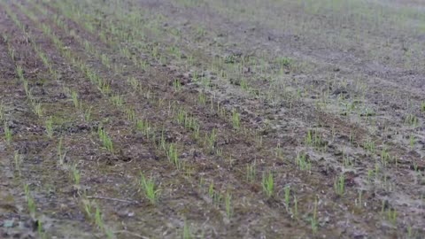 Rice planting nearing completion in south Louisiana