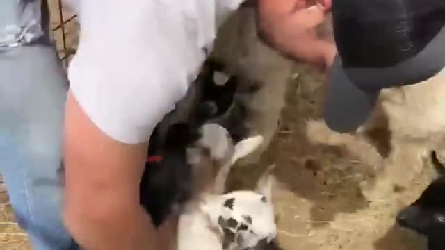 Adorable Baby Goats DEMAND Cuddles!