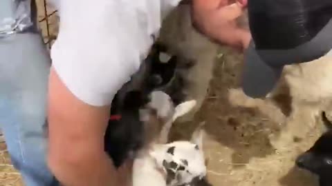 Adorable Baby Goats DEMAND Cuddles!