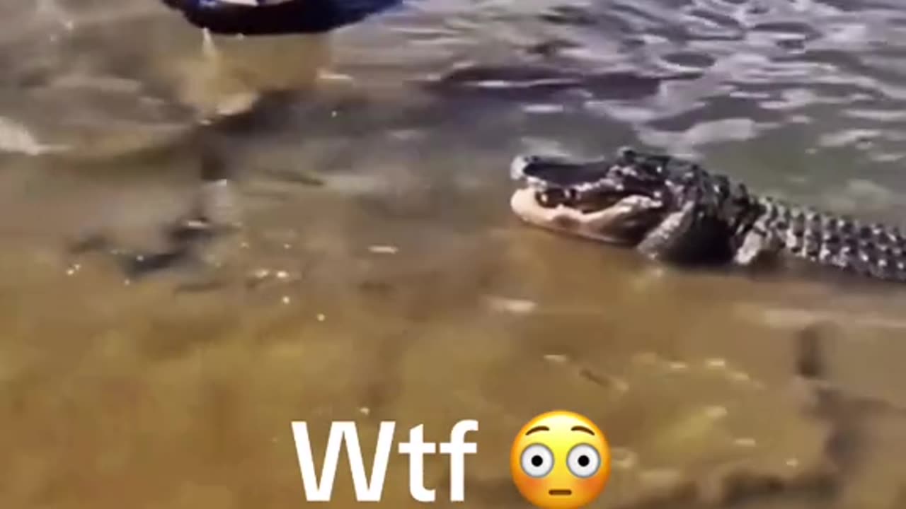 Crazy Woman Catches Aligators No Hesitation