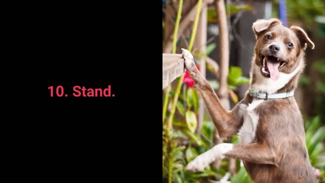 WATCH : Teach Your Dog to STAND - Dog Training Video || The STAND Command