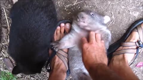 Furry Wombats Rolling Over - FUNNIEST Compilation