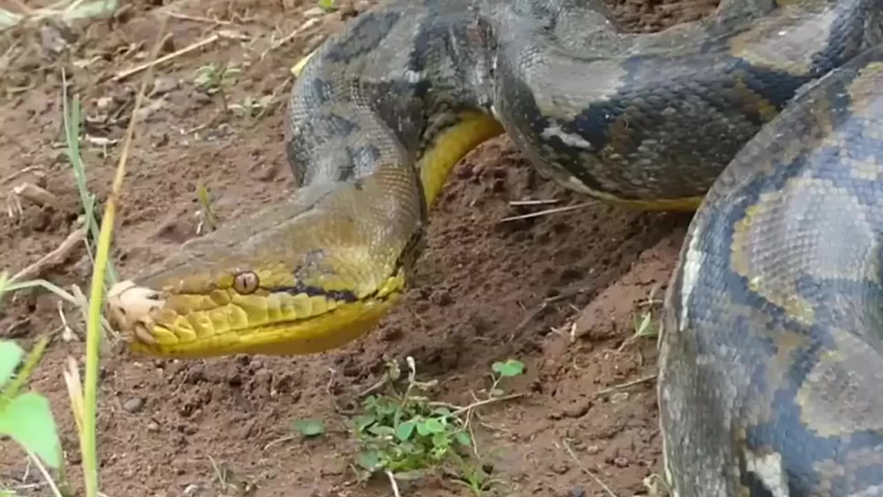 VILLAGE BOYS FOUND GIANT SNAKE 🐍 ATTACK POOR GOAT